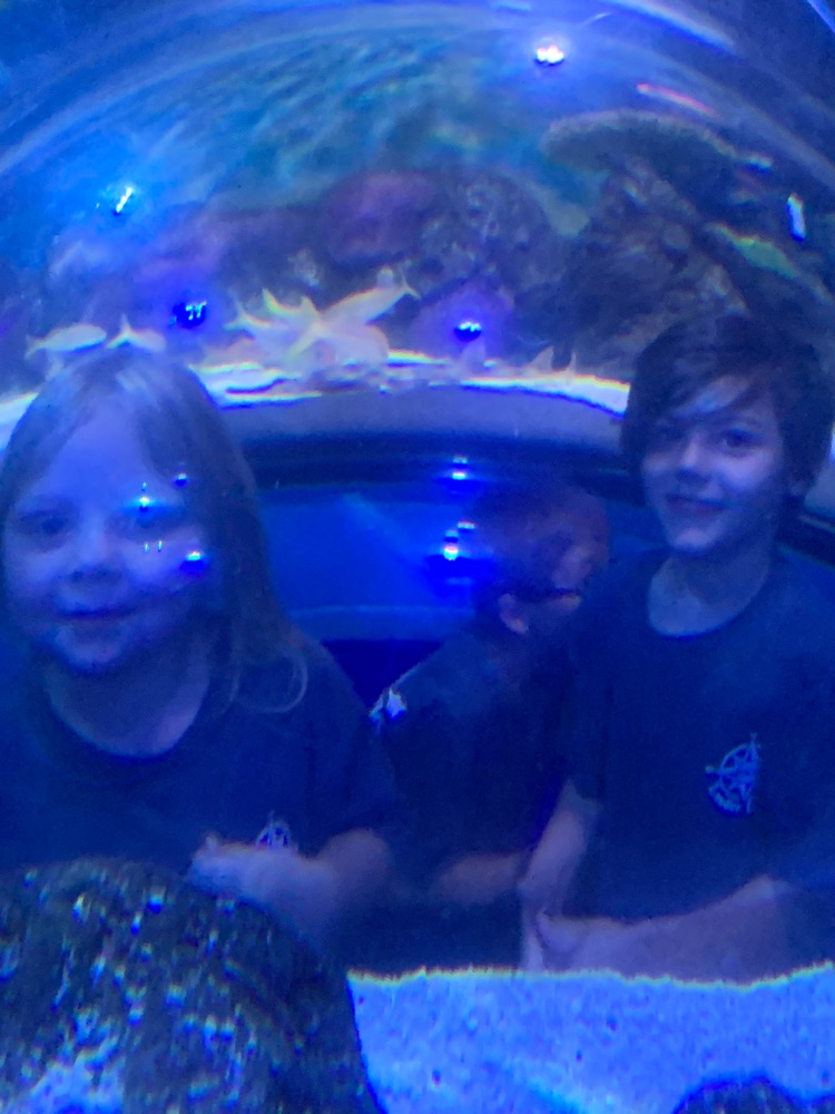 fish at the aquarium 